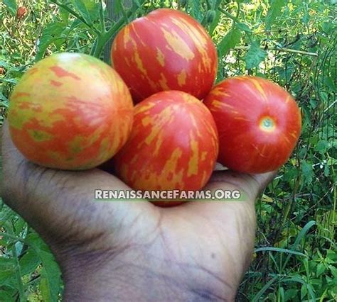 Russian Queen Tomato Renaissance Farms Heirloom Tomato Seeds