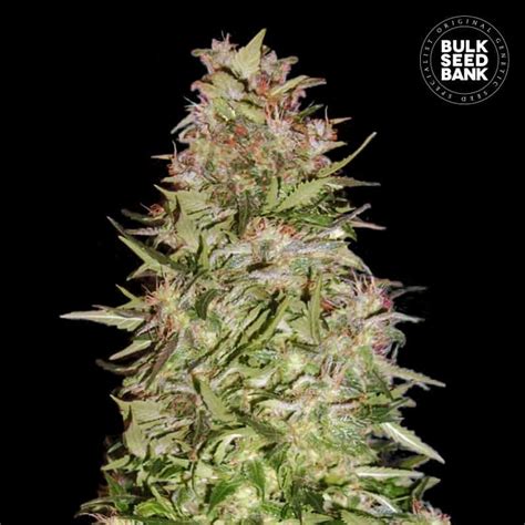 Auto White Prussian Bulk Seed Bank Cannalogia Autoflower