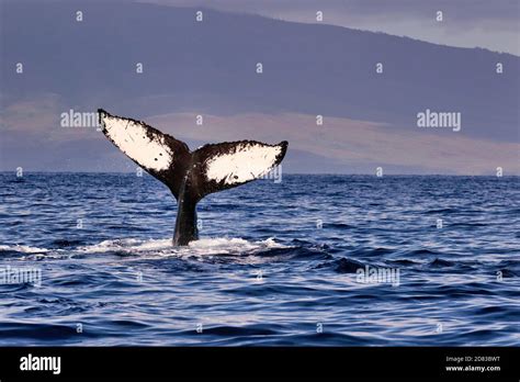 Very Unique And Beautiful Humpback Whale Tail Seen In The Waters Of