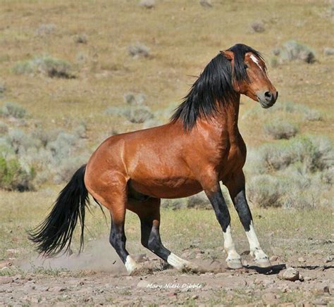 List 104 Pictures Picture Of A Mustang Horse Superb