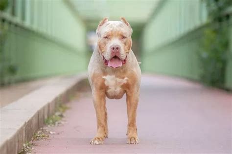 Brits avoiding XL bullies after ban now buying breed with bite stronger ...