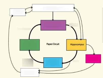 Papez Circuit Labelled Diagram Quizlet