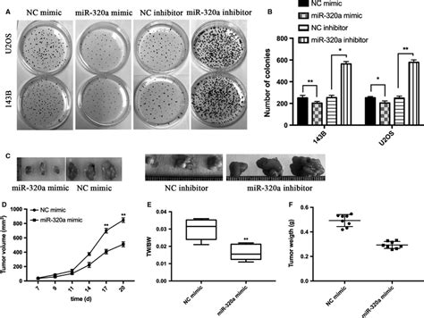 Mir‐320a Inhibits Osteosarcoma Cell Proliferation In Vivo And In A