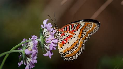 Arthropods | San Diego Zoo Animals & Plants