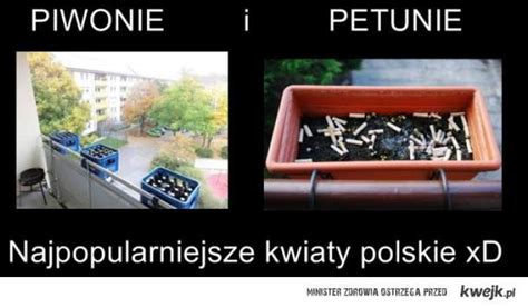 piwonie i petunie - Ministerstwo śmiesznych obrazków - KWEJK.pl