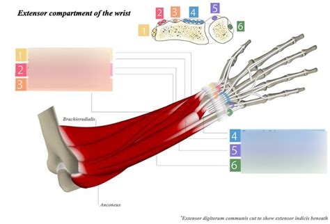 Extensors Diagram | Quizlet