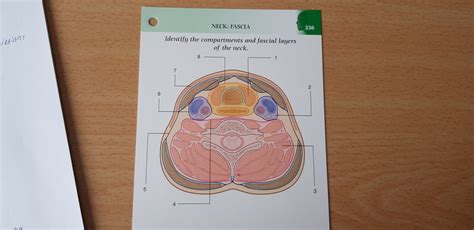 Neck Fascia Diagram Quizlet