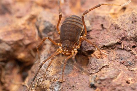 Harvestman Opiliones Hadrobunus Grandis Daddy Long Legs Bhimashankar