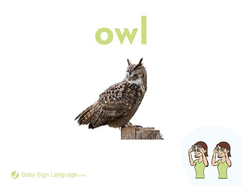 Owl