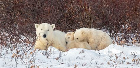 Day Canada S Polar Bears And Northern Lights Expedition