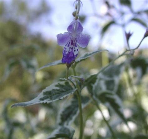 Plantfiles Pictures Caryopteris Bluebeard Blue Mist Spirea Snow