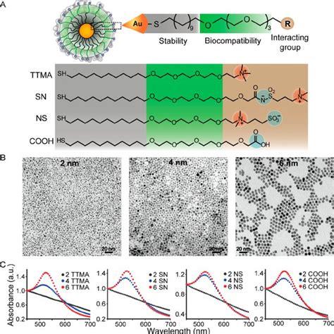 A Cellular Uptake Of As Synthesized Gold Nanoparticles With Di Ff Download Scientific Diagram