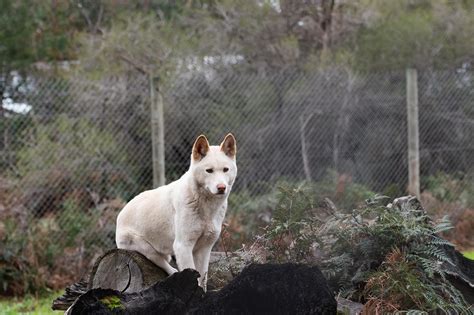 2,000+ Free Dingo Australian & Nature Images - Pixabay