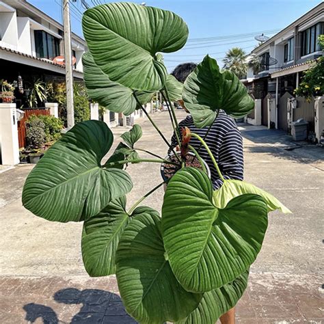 Philodendron Nangaritense Fuzzy Petiole 100mm The Jungle Collective