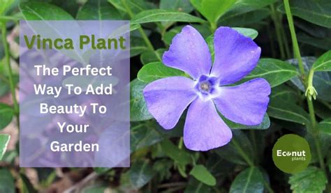 Vinca Plant The Perfect Way To Add Beauty To Your Garden