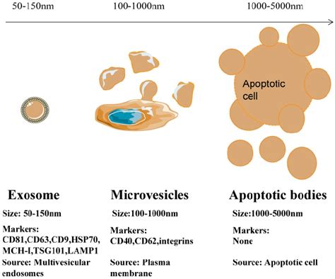 Differences In Size Markers And Origin Of Exosomes Microvesicles And