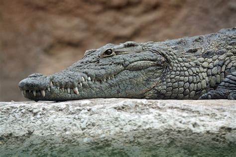 File:Nile crocodile head.jpg - Wikimedia Commons