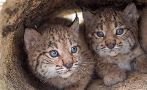 El lince ibérico supera los mil ejemplares en libertad La Verdad