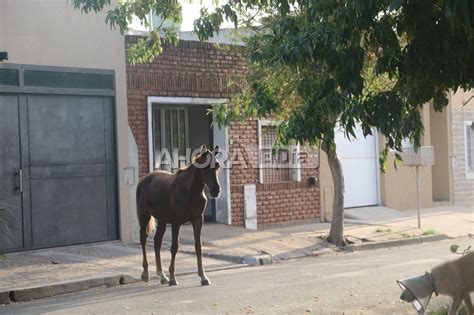 Feroz pelea entre vecinos terminó con un caballo muerto El Día de