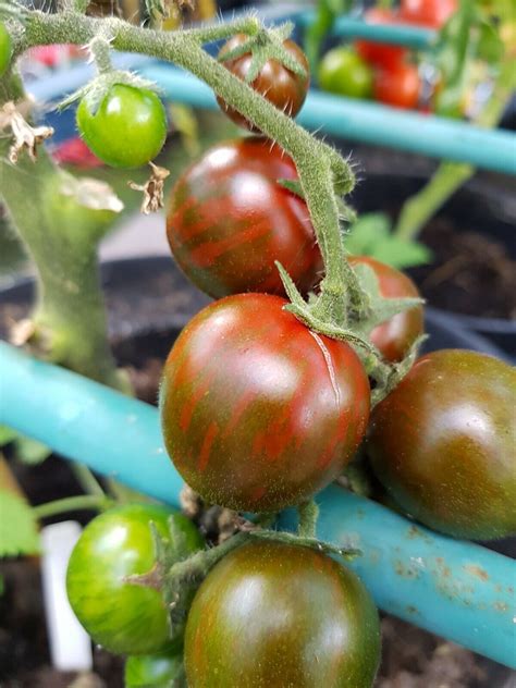 Green Zebra Cherry Tomato