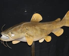 Fish Species & Color Variances | American Fish Taxidermy