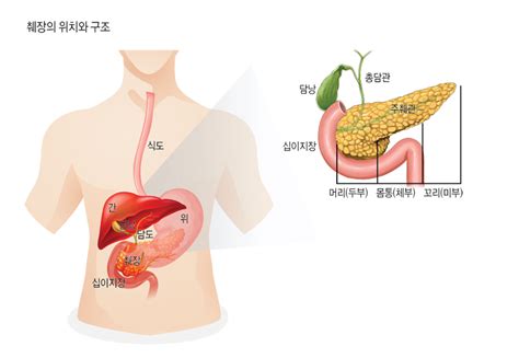 매일 한 잔 두 잔 기울이는 술잔 췌장염 위험 높인다