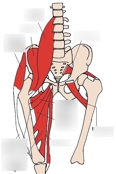 iliopsoas muscle Diagram | Quizlet