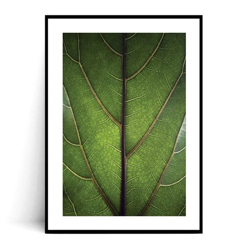 Plakat Li Ficus Lyrata Fox Art Studio