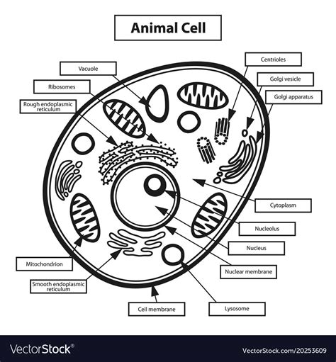 Animal Cell Labeled Black And White