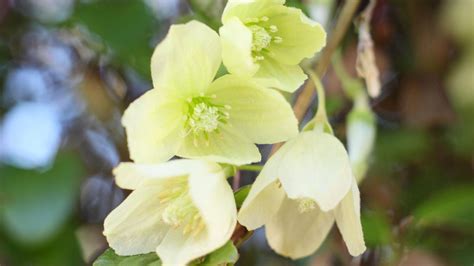 Winter clematis: plant one of these in your garden for stunning seasonal colour | Gardeningetc