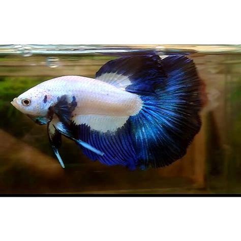 Jual Cupang Halfmoon Blue Rim Real Pict Shopee Indonesia