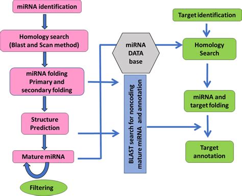 Pipeline Of Mirna Identification And Target Annotation Download