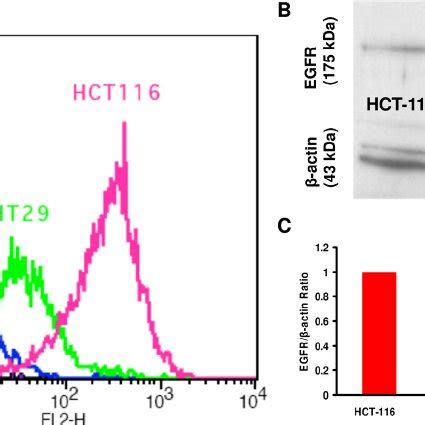 Flow Cytometry Analysis And Western Blot Of Egf Receptor Expression In