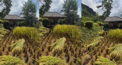 Viral Ayah Lesti Kejora Turun Langsung Ke Sawah Panen Padi Di Kampung