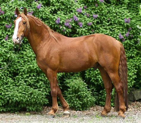 A handsome Frederiksborg stallion, Legolas. photo: Julia Hipp. | Horse