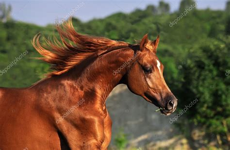 Portrait of chestnut arabian horse in motion — Stock Photo © dozornaya #3788881