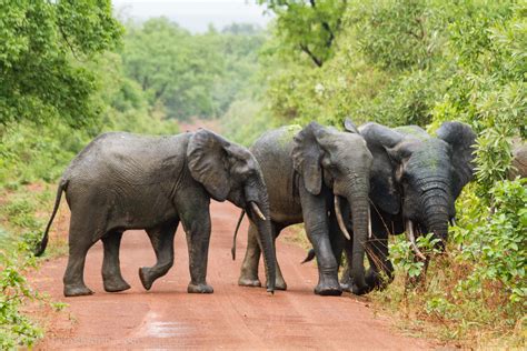 Mole National Park Archives - The Hauns in Africa