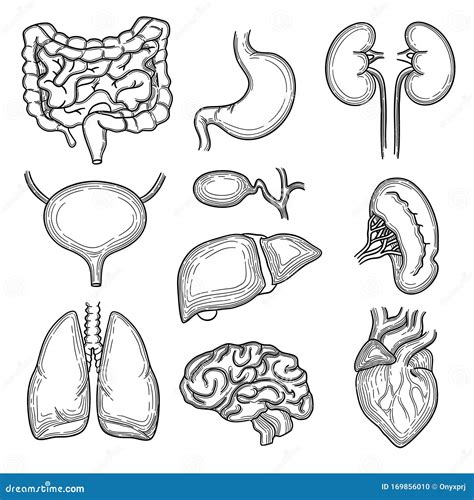 Dibujo De órganos Humanos Piezas Del Cuerpo Del Corazón Del Riñón Del