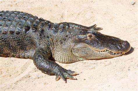 Crocodile Free Stock Photo Public Domain Pictures