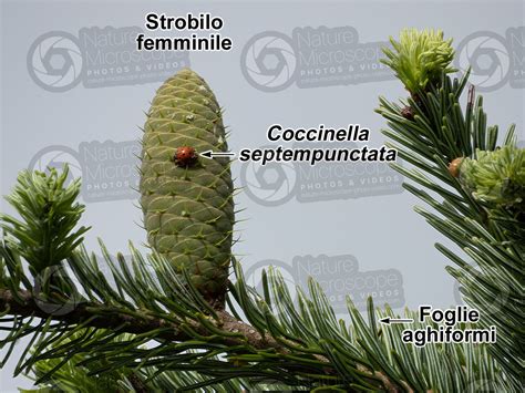 Abies Alba Abete Bianco Strobilo Femminile Strobilo Femminile