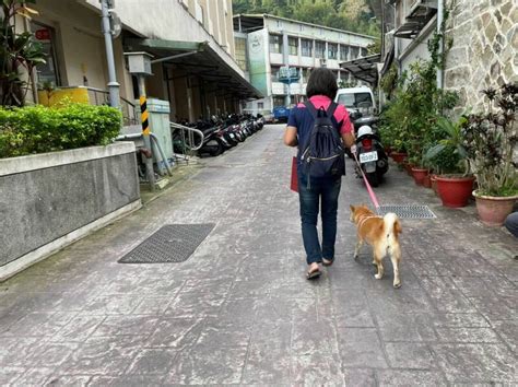 愛犬未牽繩公園狂奔走失 飼主挨罰3千 新北市 自由時報電子報