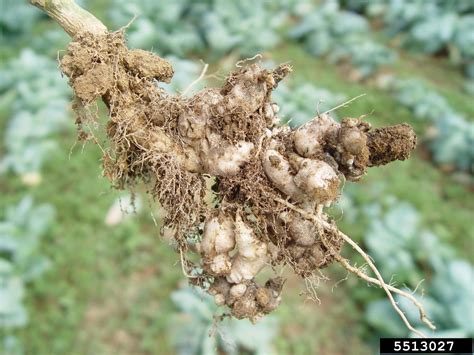 Club Root Of Crucifers Plasmodiophora Brassicae