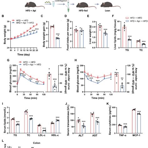 The Metabolic Protection Of Apigenin Can Be Transferred By Fecal