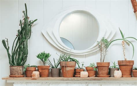 Feng Shui Plantas Que No Debes Tener En Casa Porque Traen Mala Suerte