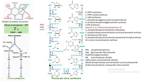 síntesis de novo purinas biochemistry bioquímica YouTube