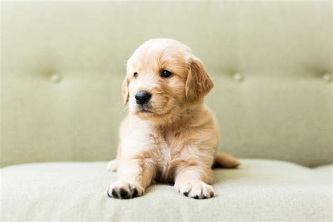 Pretty Dogs Wallpapers - Wallpaper Cave