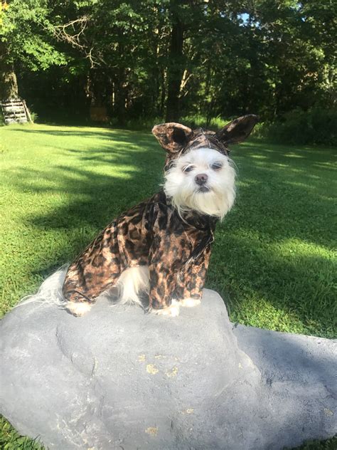 Be Halloween Ready Adorable Leopardcheetah Print Dog Costume For