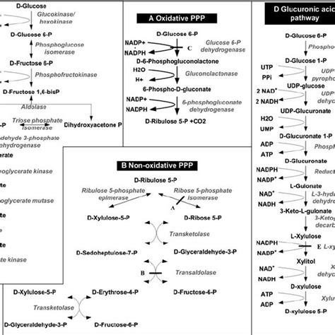 Schematic Representation Of The Pentose Phosphate Pathway And Related