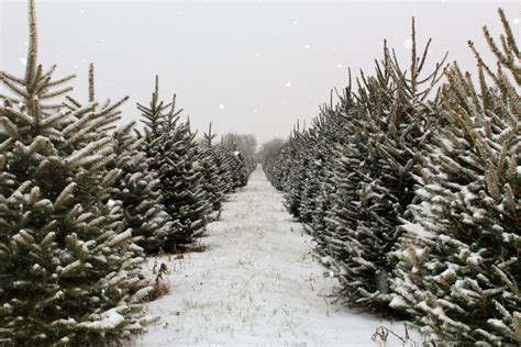 Christmas Tree Farms In Ohio: 12 Festive Experiences Not To Miss ...