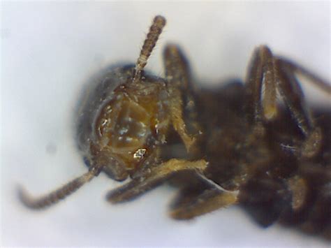 Tiny Black Subterranean Termites From Pml Groveland Foothill Sierra